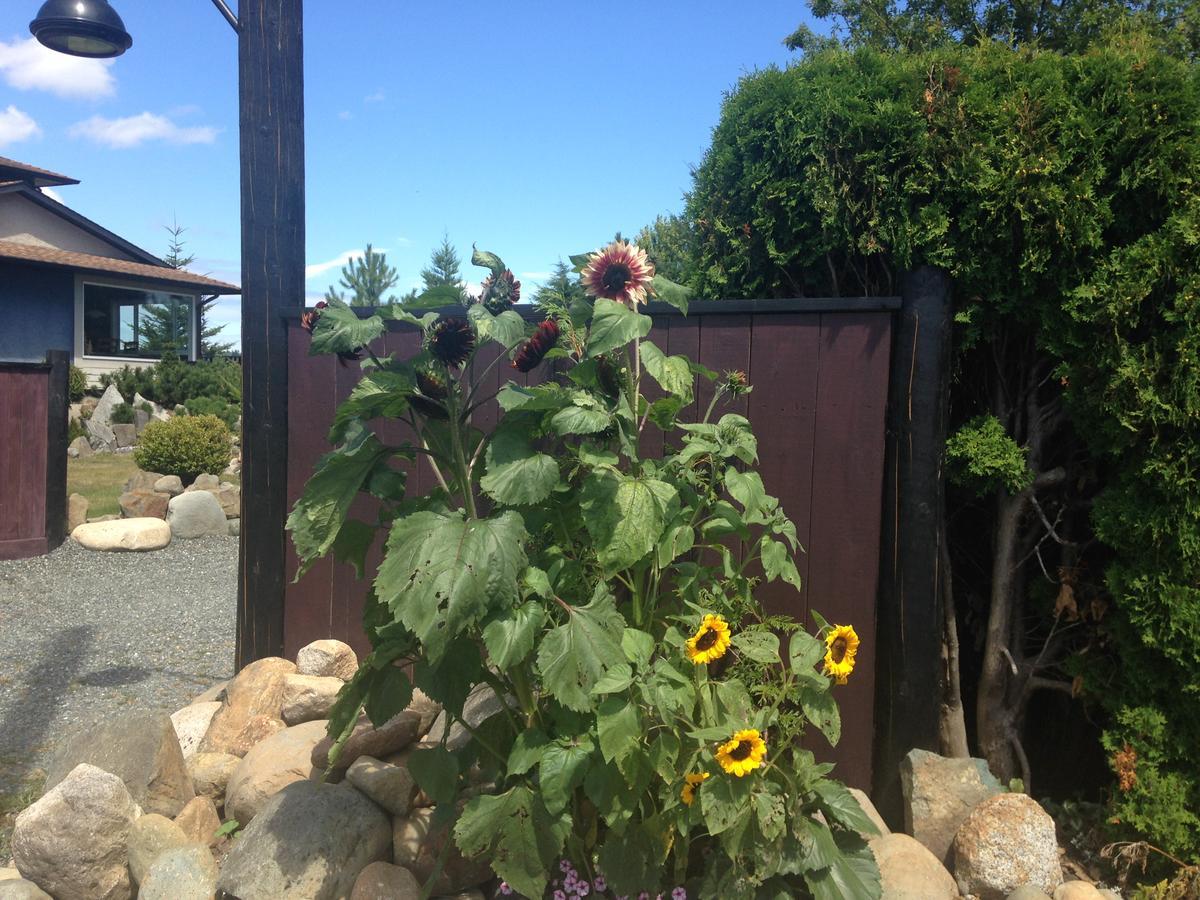 Estuary House Reflexology B&B Courtenay Luaran gambar